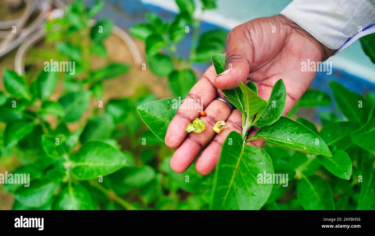 Ashwagandha known as Withania somnifera plant growing. Indian powerful