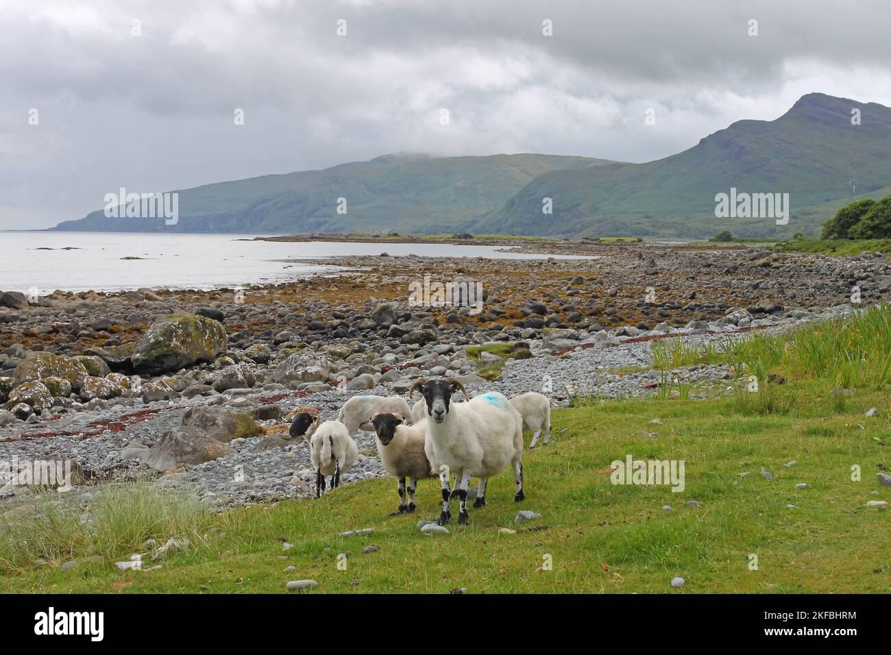 Flock of Sheep on the Rocky Coastline of Loch Buie, Lochbuie, Mull, Isle of Mull, Hebrides, Inner Hebrides, Inner Isles, Scotland, United Kingdom Stock Photo