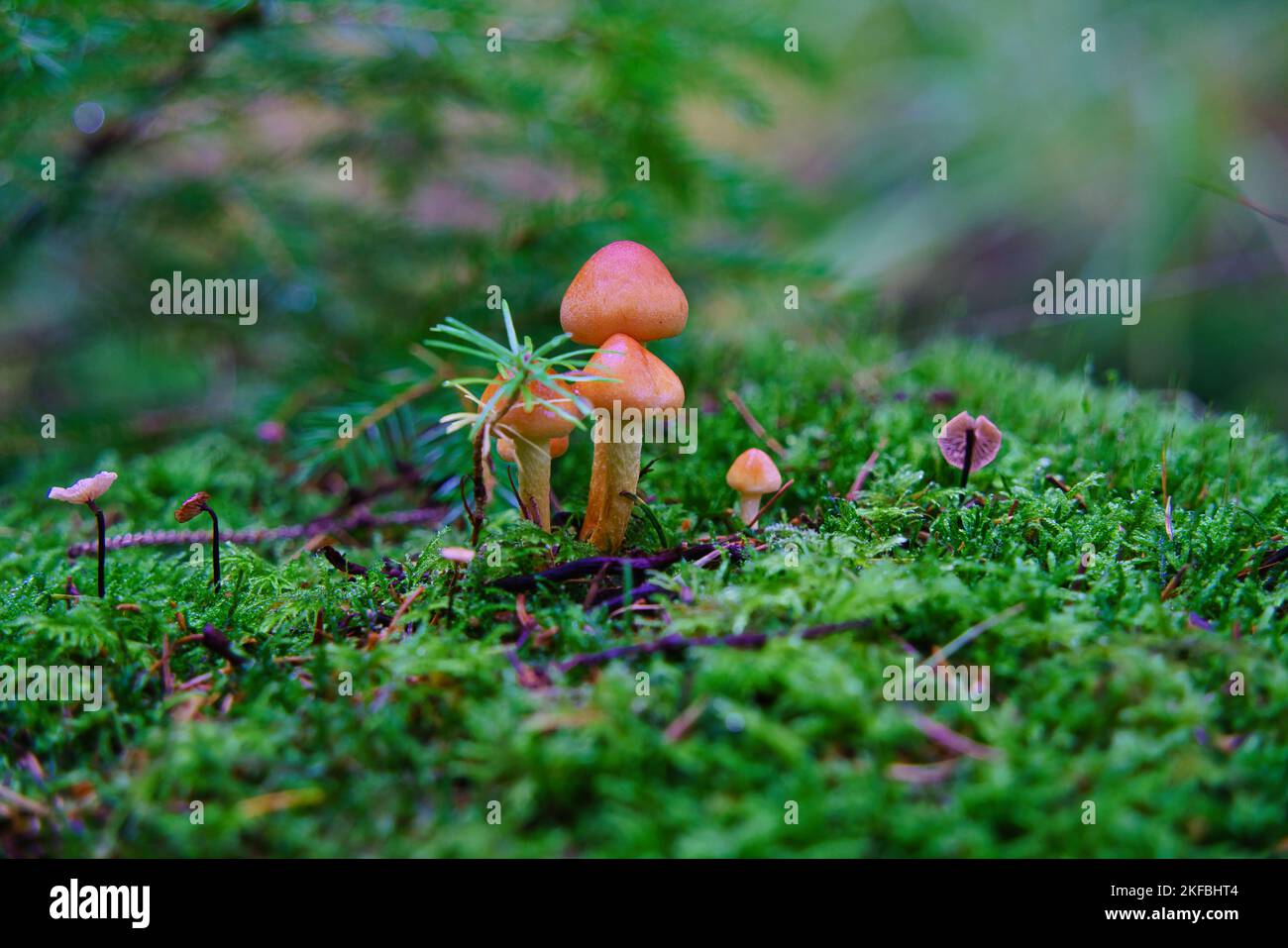 Macro of mushroom Pholiota Astragalina with green fresh moss Stock Photo