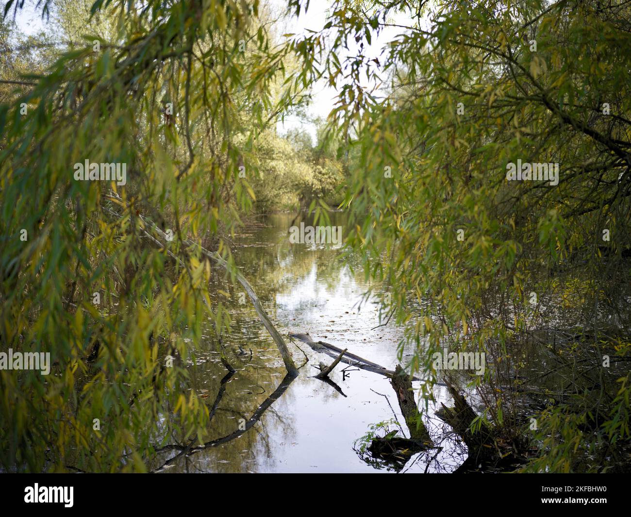 Branch herfst hi-res stock photography and images - Alamy