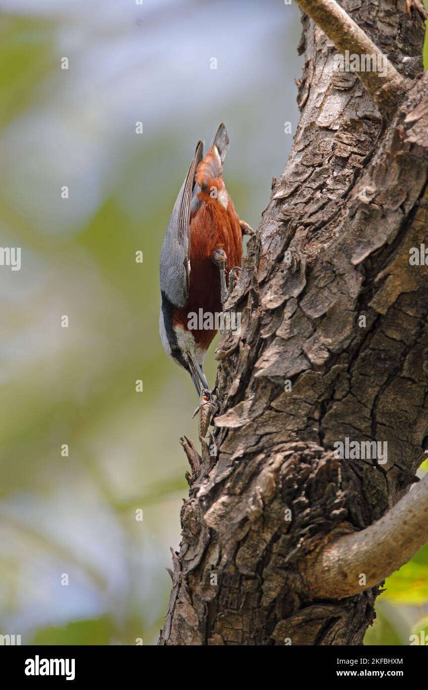 Indian Nuthatch (Sitta castanea) male on tree trunk with cricket in bill  Madhya Pradesh, India        November Stock Photo