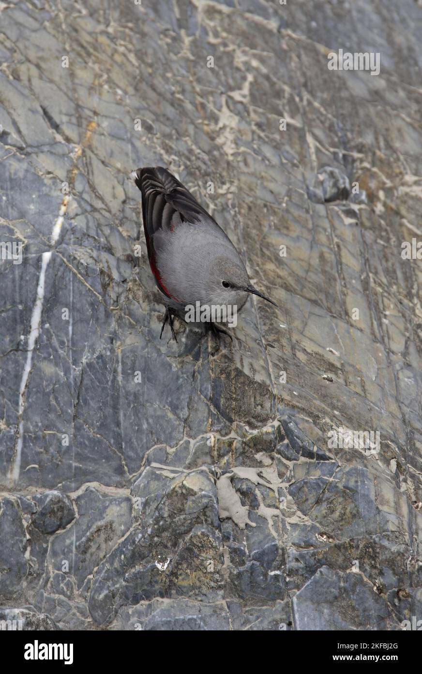 Wallcreeper (Tichodroma muraria nepalensis) nonbreeding plumage adult
