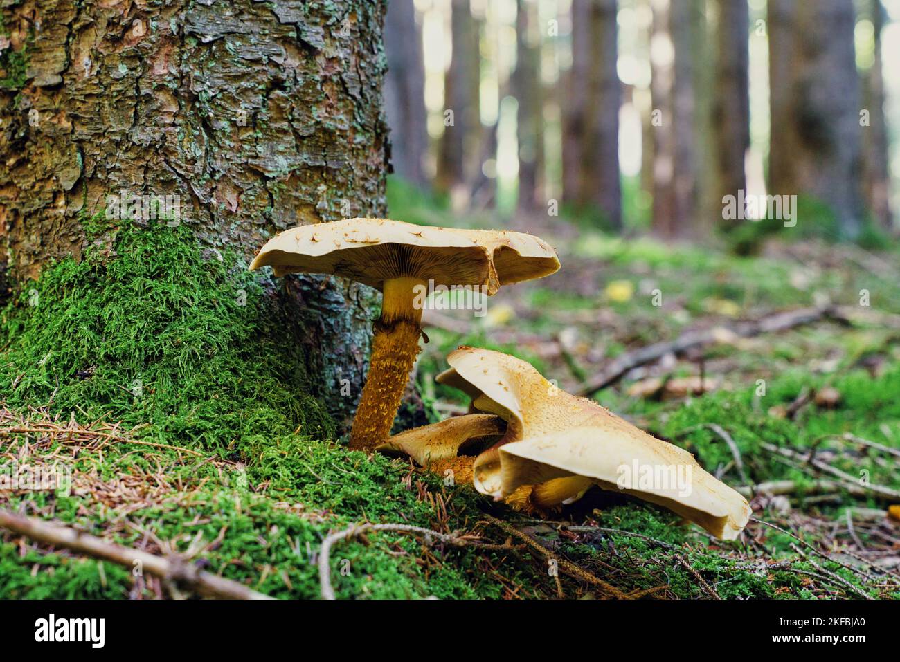 Gymnopilus junonius is a species of mushroom in the family Cortinariaceae. Commonly known as Laughing Gym Stock Photo