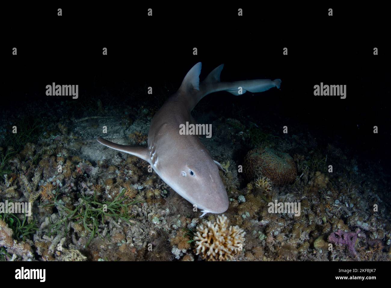 A Brownbanded bamboo shark, Chiloscyllium punctatum, hunts for prey in the dark of night on a coral reef in Komodo National Park, Indonesia. Stock Photo