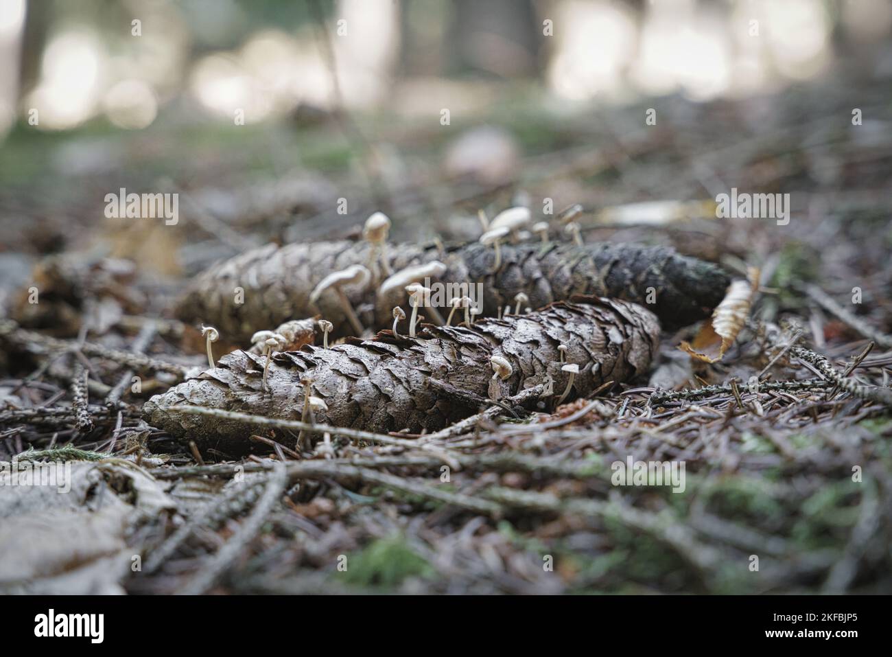 Mushrooms growing from a pine cone. Pine cone with some growing mushrooms lays in the grass in the forest Stock Photo