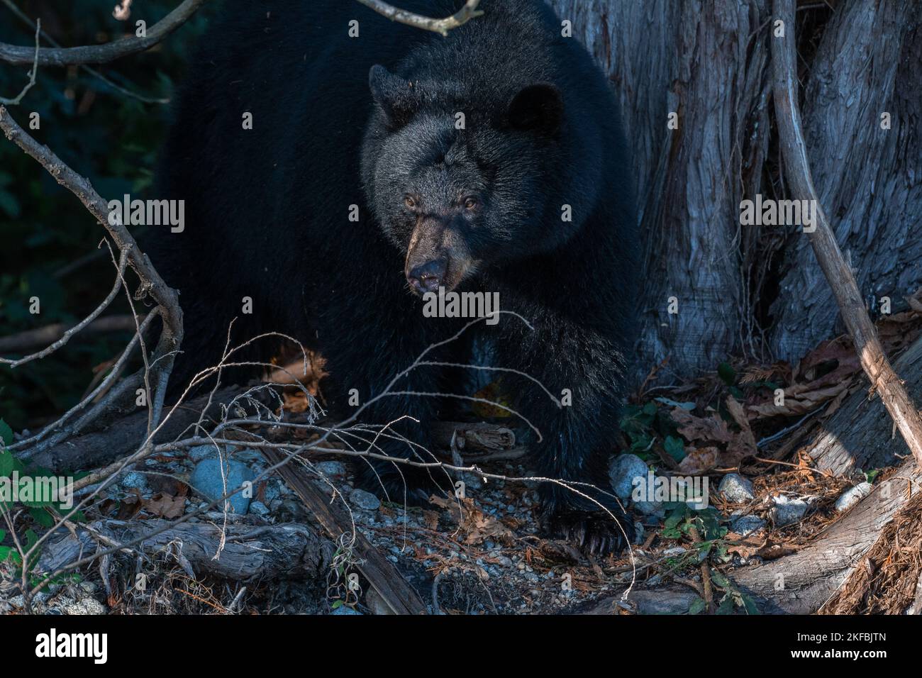 A cute little black bear cub hiding in the shade under a huge old tree in a sunny forest Stock Photo