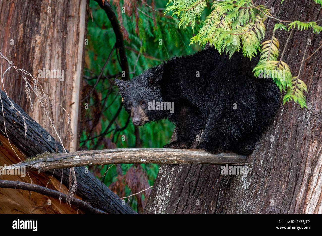 A cute black bear cub huddled up on a thin tree branch, scared to jump down in a sunny forest Stock Photo