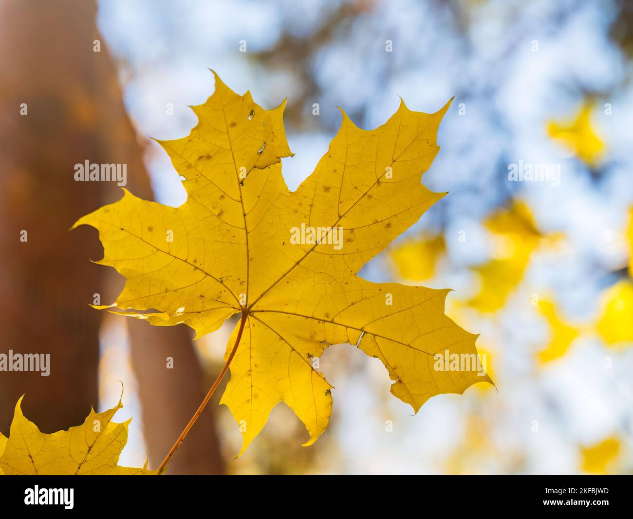 Maple branches with yellow leaves in autumn, in the light of sunset ...