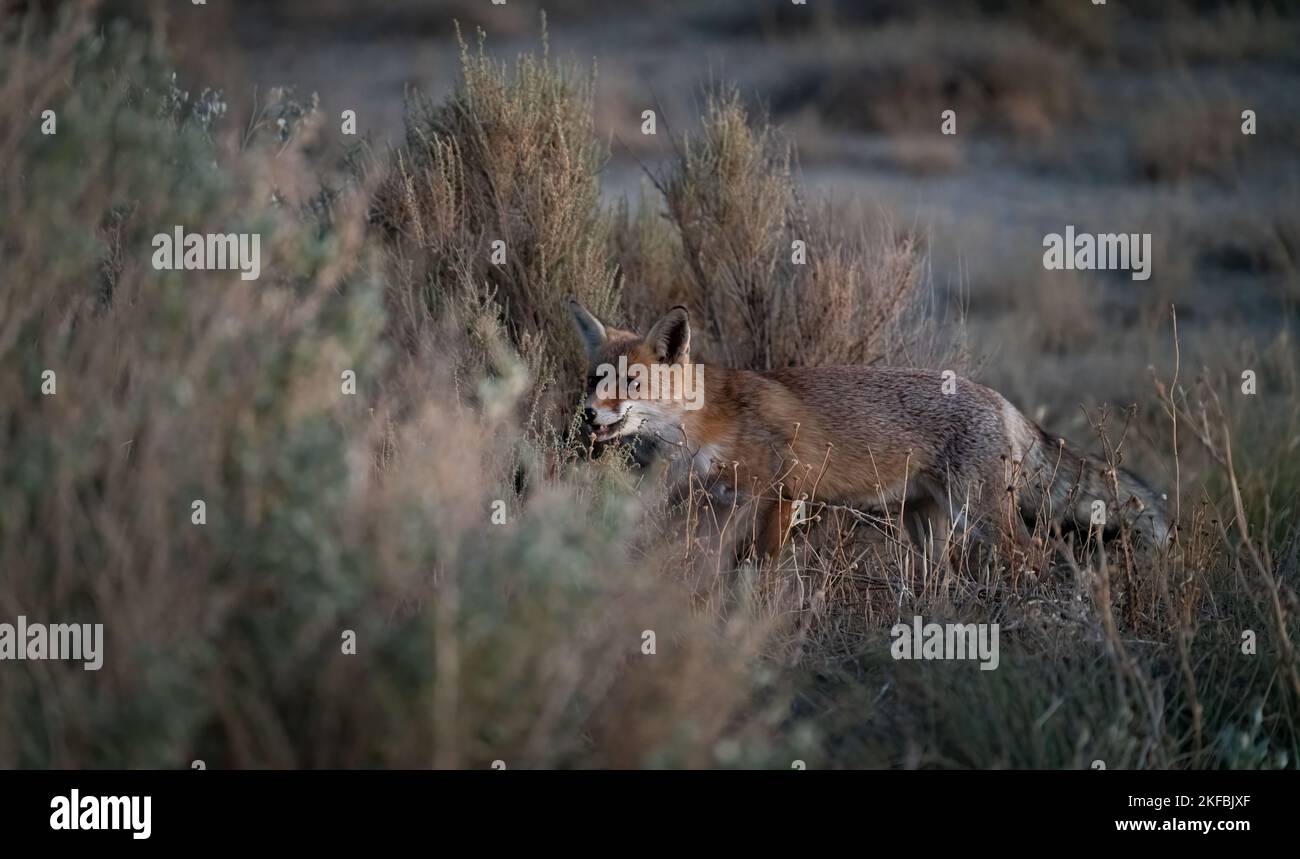 Fox hidden into the bush at dusk Stock Photo