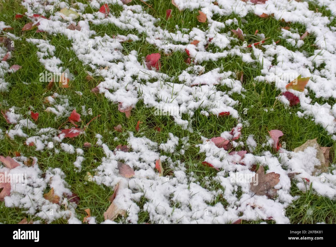 Melting snow on green grass and brightly colored autumn leaves - background Stock Photo