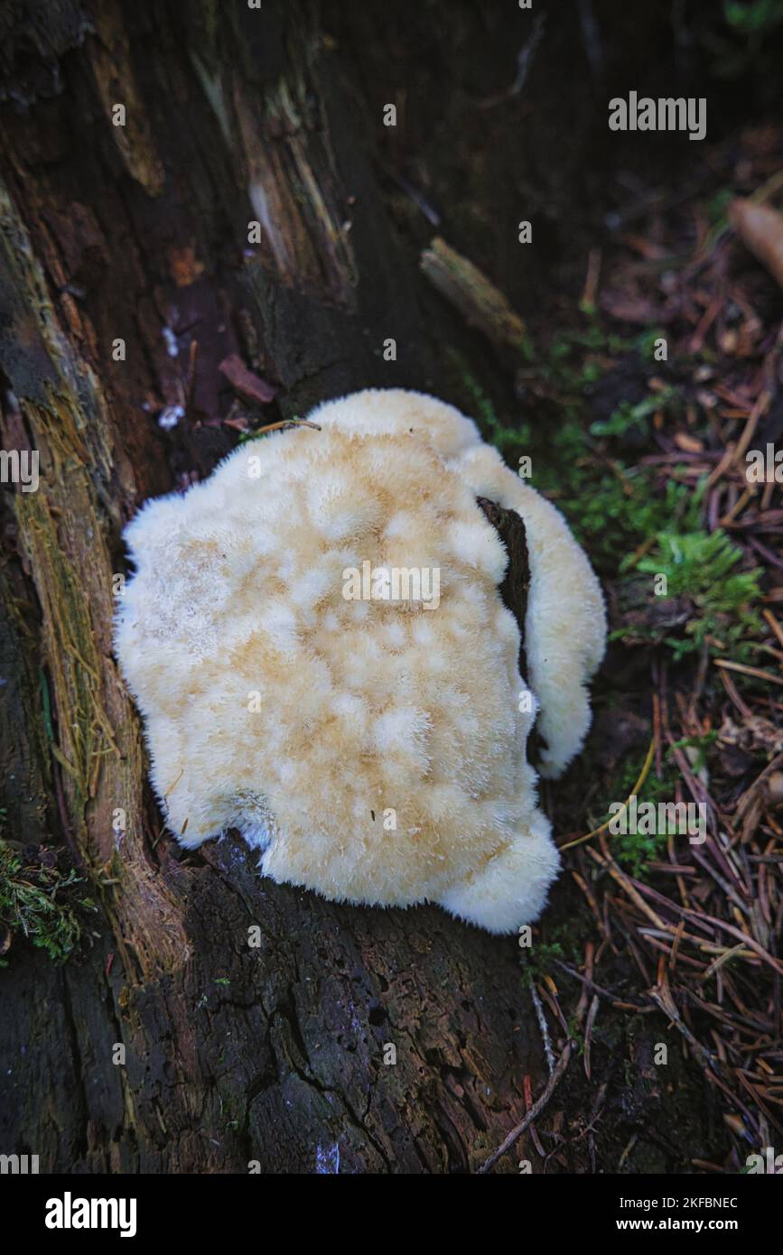 Postia ptychogaster, known as the powderpuff bracket, strange fungus Stock Photo