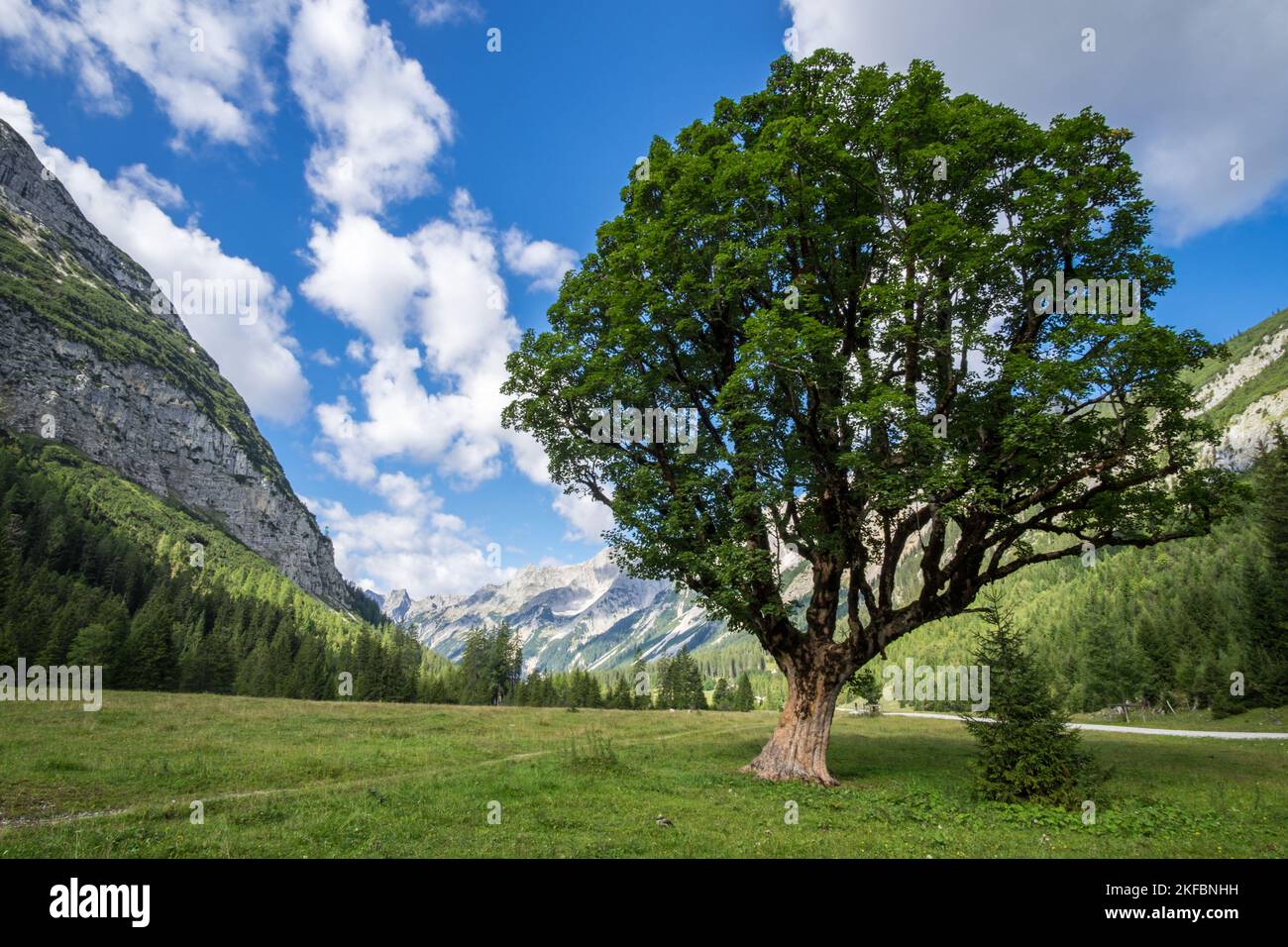 Ein sehr schöner Bergahorn im Karwendeltal Stock Photo