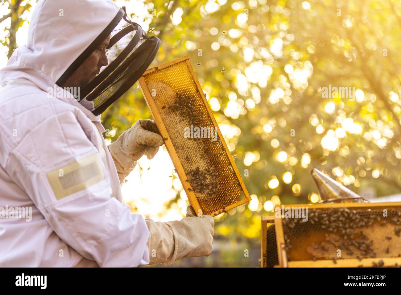Beekeeper on an apiary, beekeeper is working with bees and beehives on the apiary, beekeeping or apiculture concept Stock Photo
