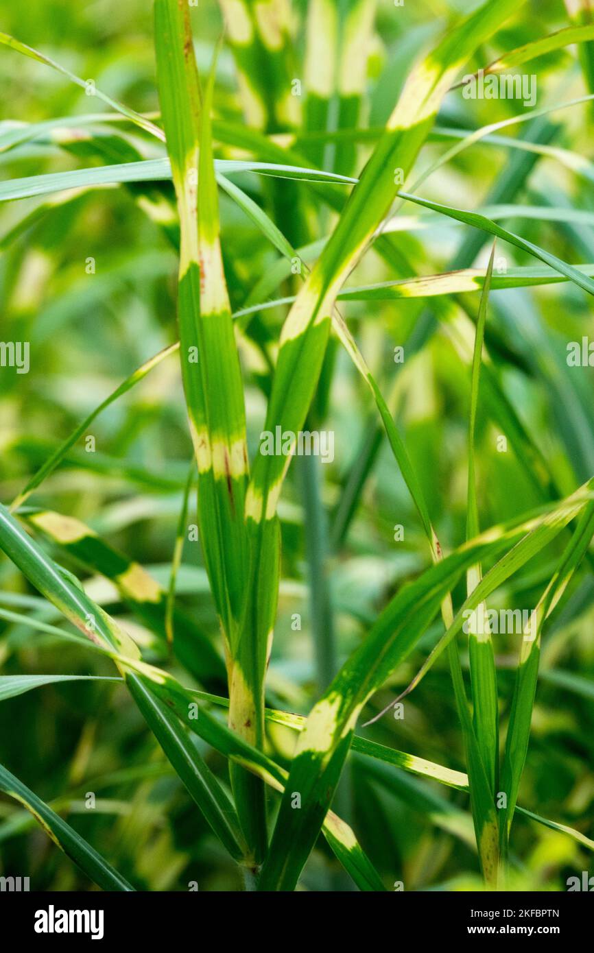 Zebra grass, Striped, Maiden Grass, Narrow, Leaves, Miscanthus sinensis