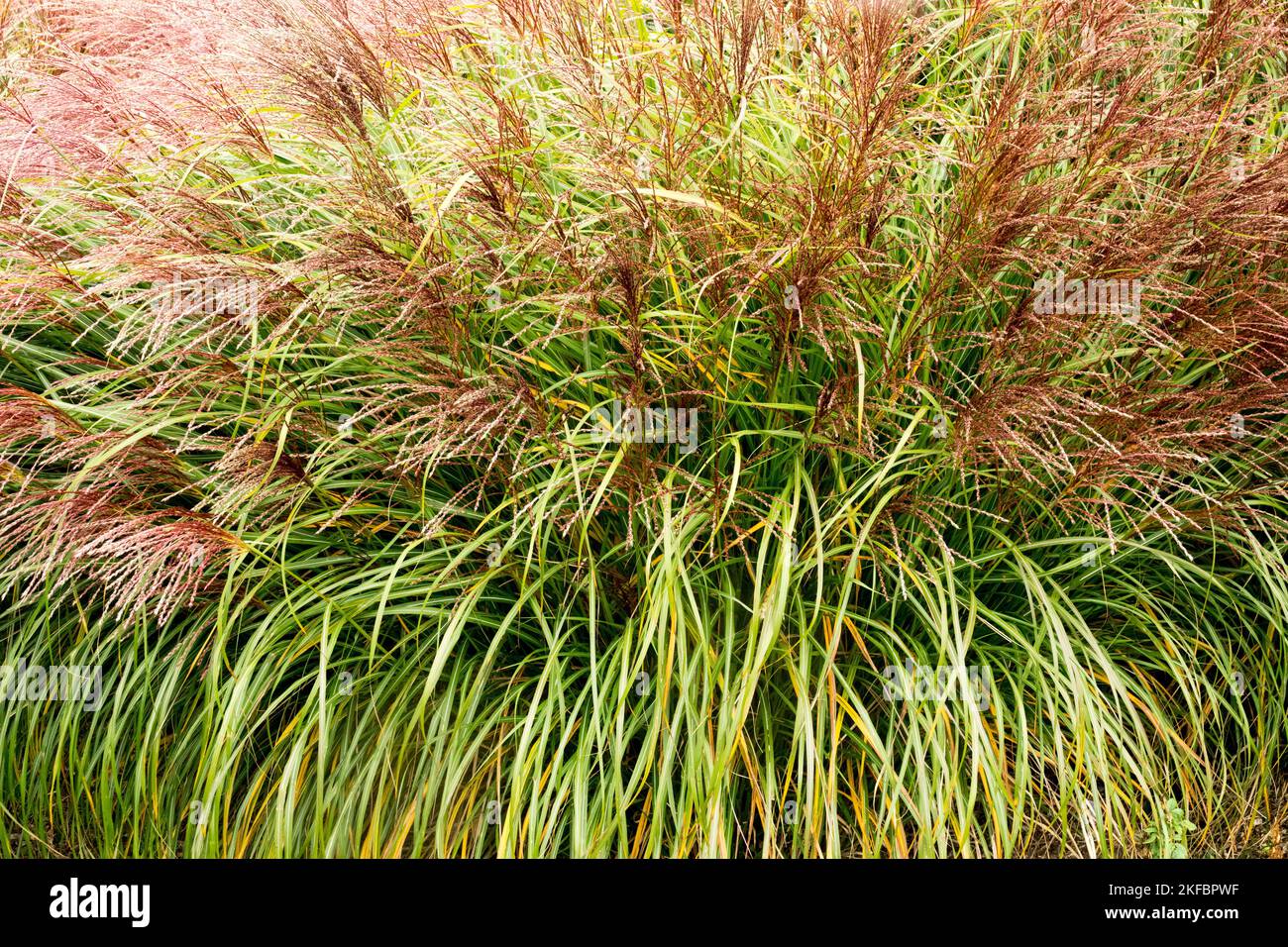 Maiden Grass, Miscanthus sinensis "Krater", Miscanthus, Garden, Grasses, Ornamental, Plant, Eulalia, Grass flames Stock Photo