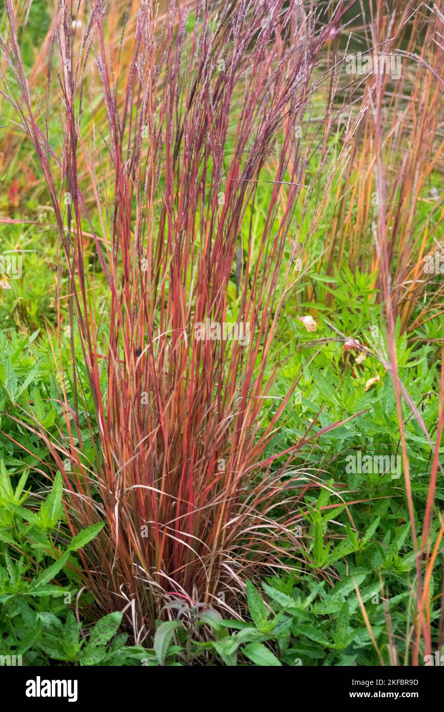 Red, Stems, Autumn, Little Bluestem, Schizachyrium scoparium 'Blaze', Grasses, Garden Stock Photo
