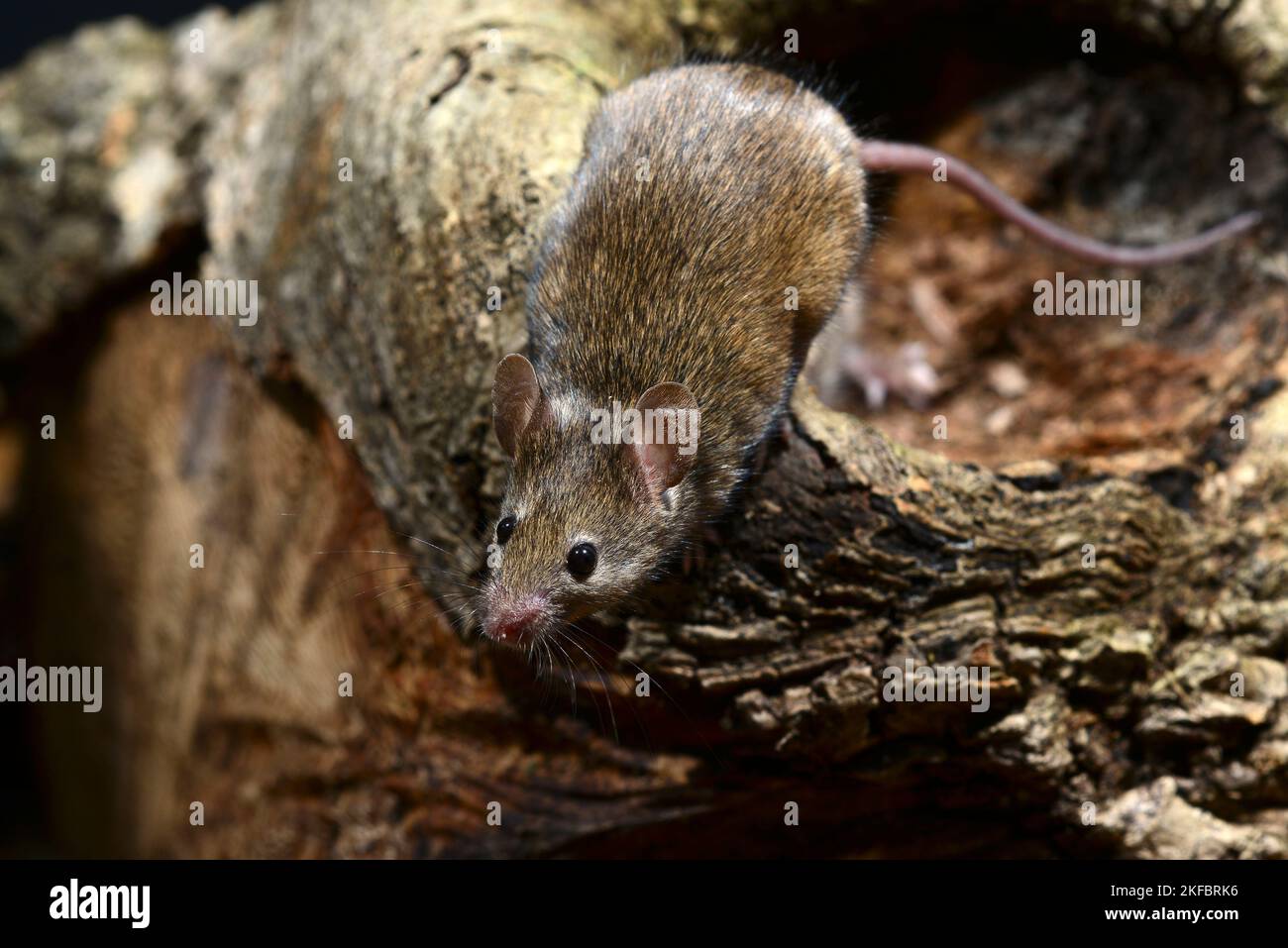 adult house mouse mus domesticus Stock Photo - Alamy
