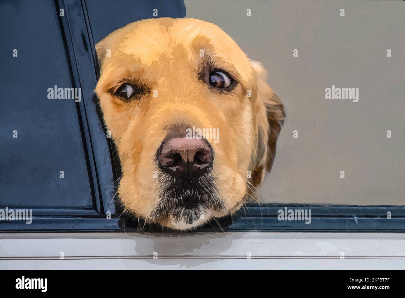 Thoughtful golden retriever dog looks out of window of car with head resting on window bottom - closeup Stock Photo