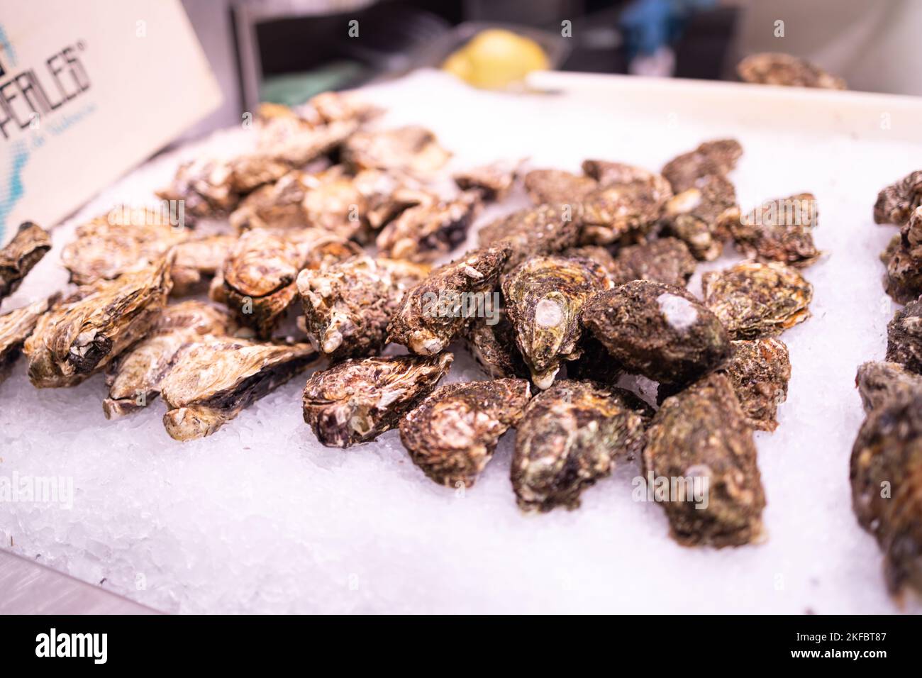 Various types of oysters at a local fish market. Sea food. Barcelona, Spain Stock Photo Alamy