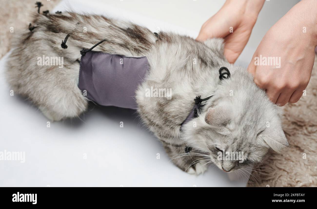 Set bandage on cat after surgery via vet in clinic Stock Photo Alamy