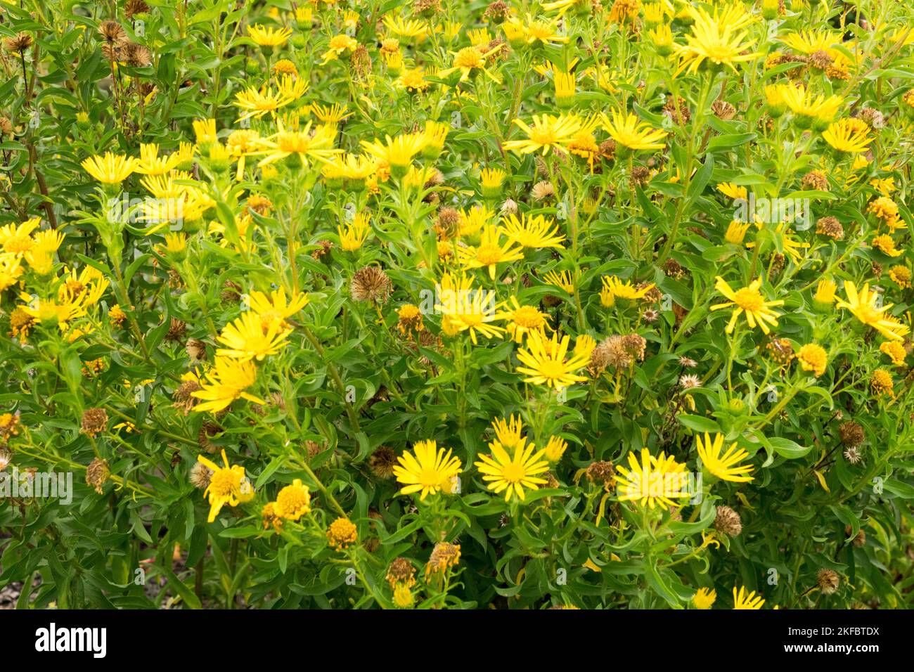 Heterotheca camporum, Lemon Yellow False Goldenaster, Golden Aster, Garden Stock Photo