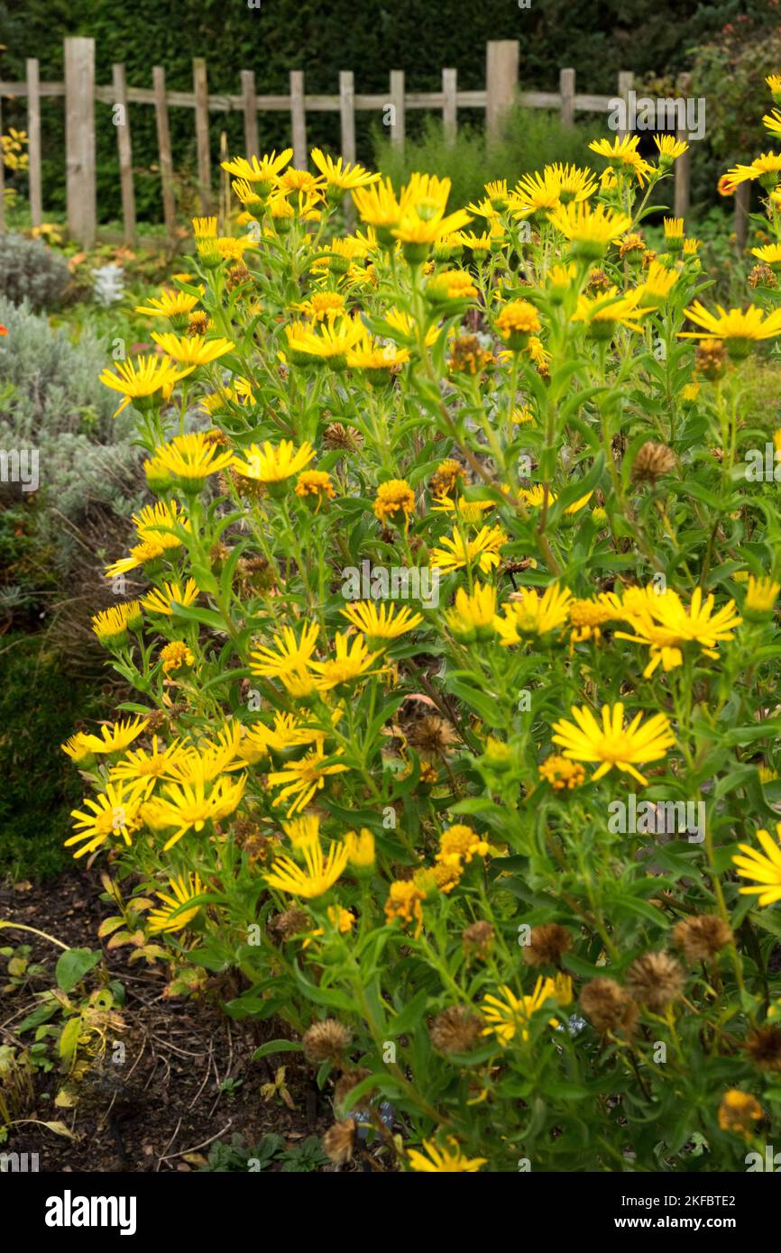 Autumn, Garden, Border, Yellow, October, Flowers, Golden Aster, Heterotheca camporum, Fence, Edge Stock Photo