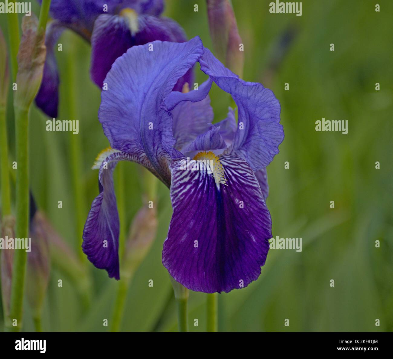Macro photography of Blue Lily, Iris Germanica. Traditionally grown in