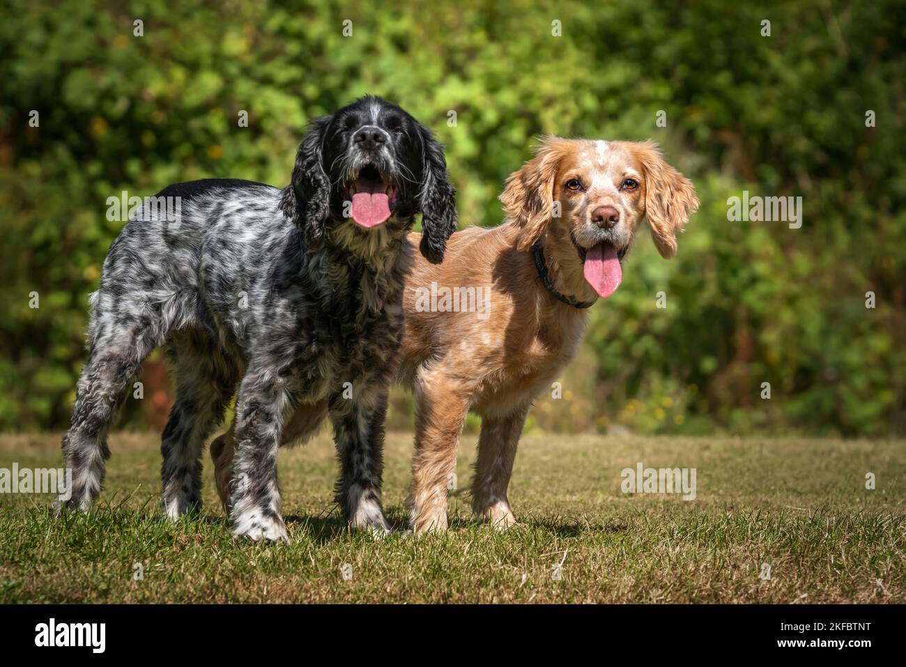 Working Cocker Spaniel Lemon Roan and Blue Roan standing and looking at the camera with their