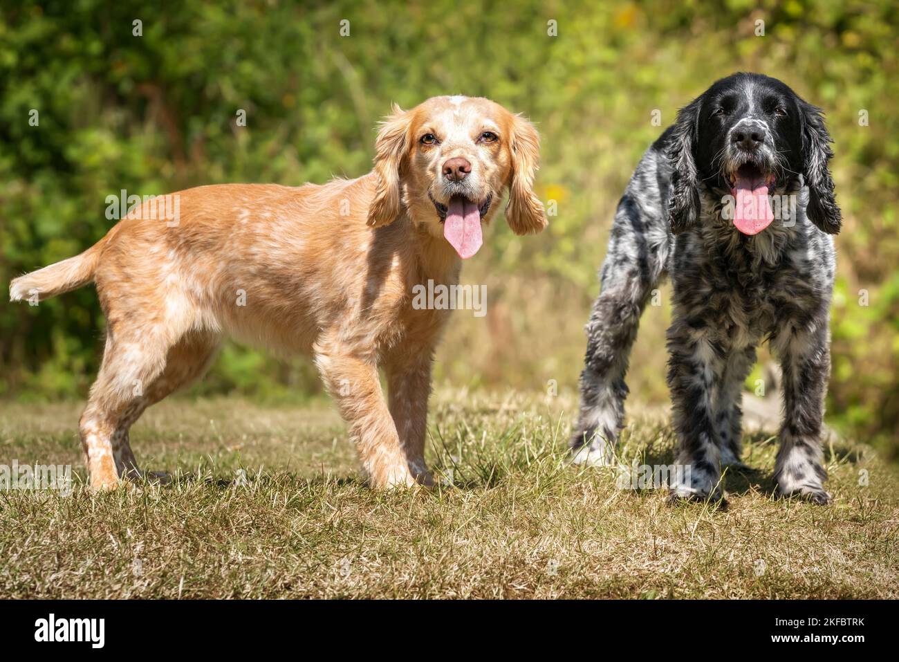 Lemon roan cheap cockapoo