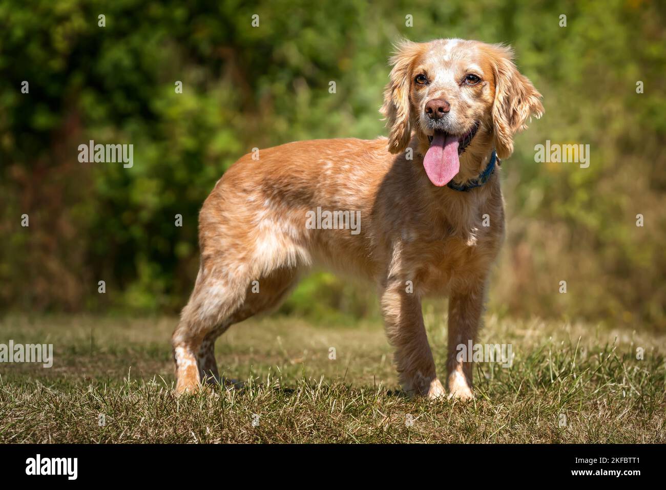 Lemon cocker shops spaniel