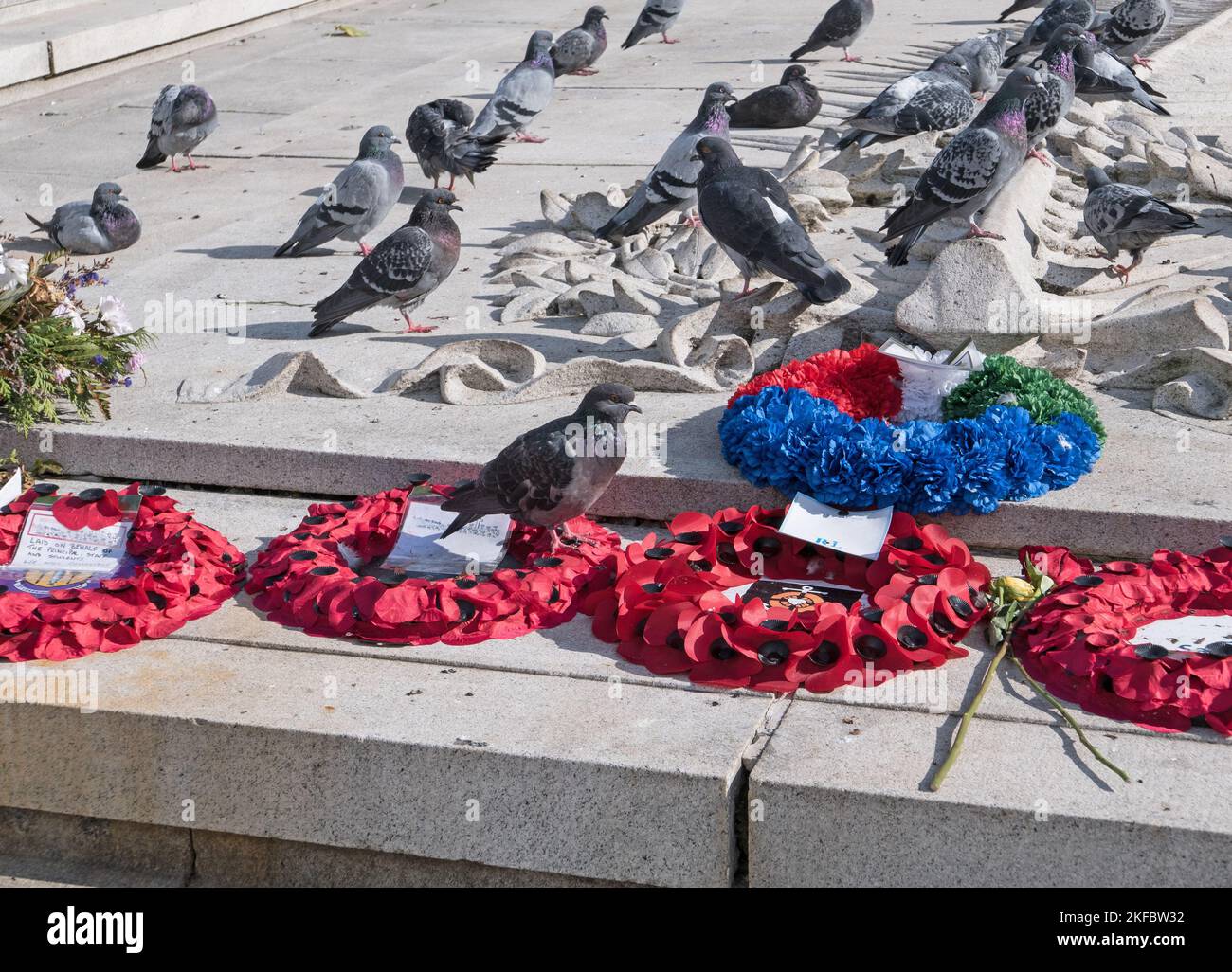 Pigeons and remembrance wreaths at the Cenotaph in Square