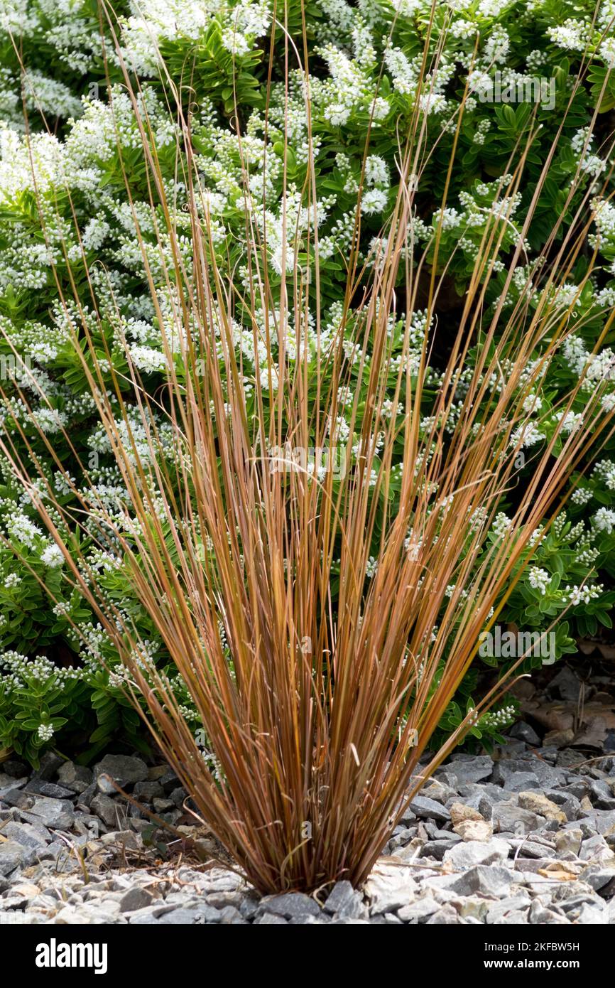 Hebe brachysiphon, Grass, Carex, Blooming, Sedge, Plants, Carex buchananii Stock Photo
