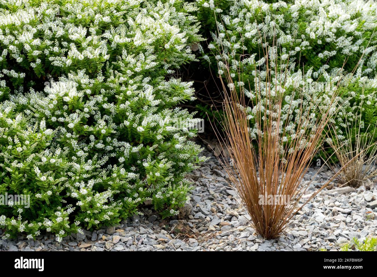 Hebe brachysiphon, Grass, Carex, Blooming, Sedge, Plants, Carex buchananii Stock Photo
