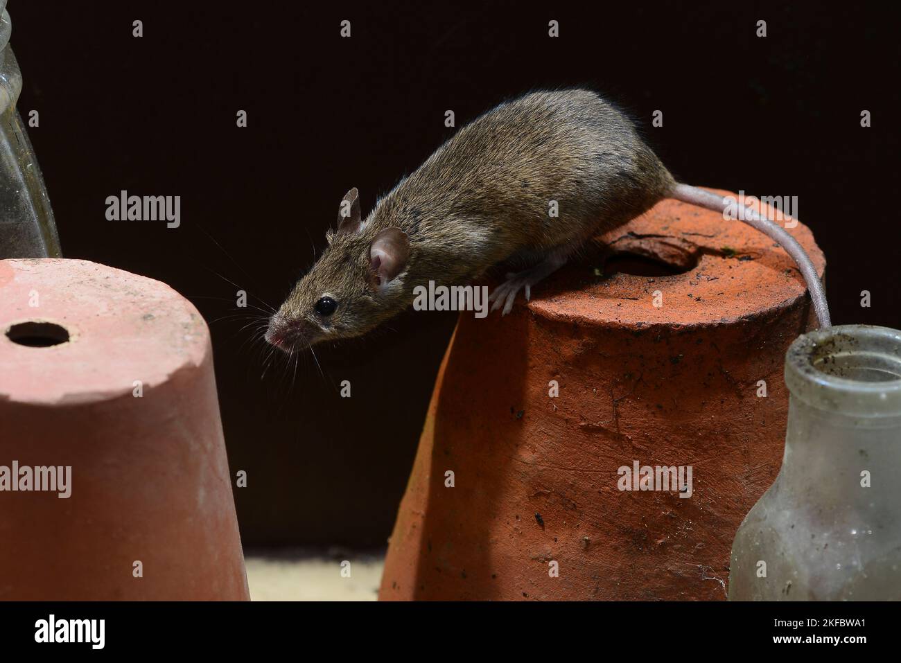 adult house mouse mus domesticus Stock Photo - Alamy