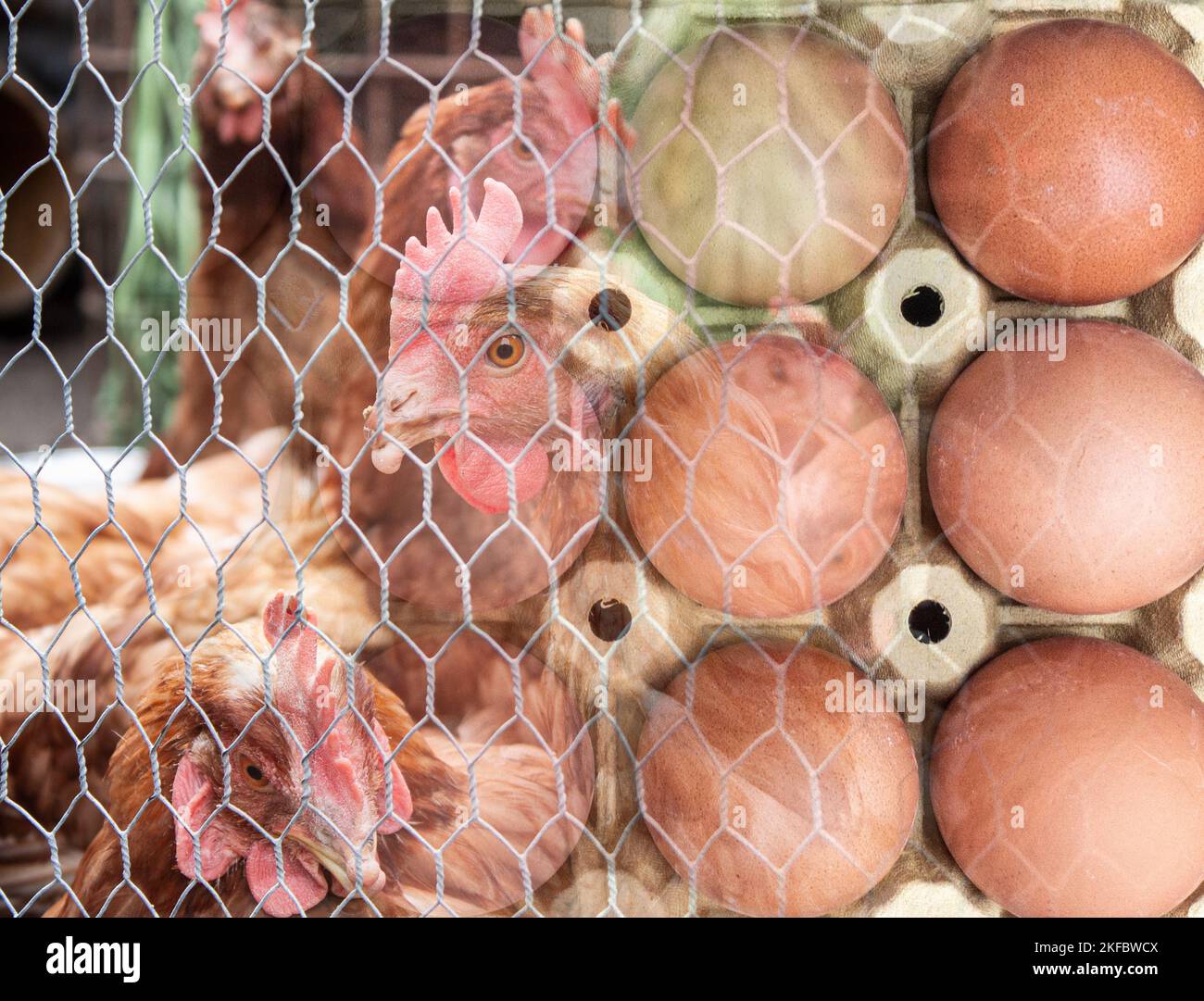 Egg shortage, rising egg prices, inflation, cost of living crisis, bird