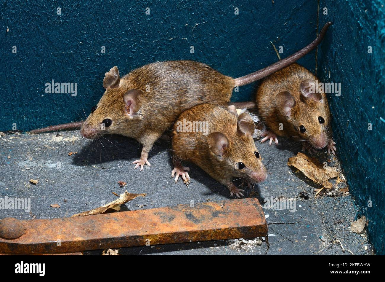 adult house mice mus domesticus Stock Photo
