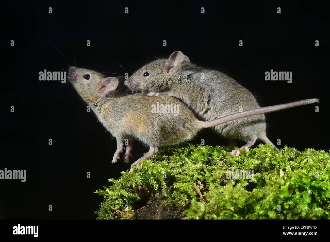 adult house mice mus domesticus Stock Photo