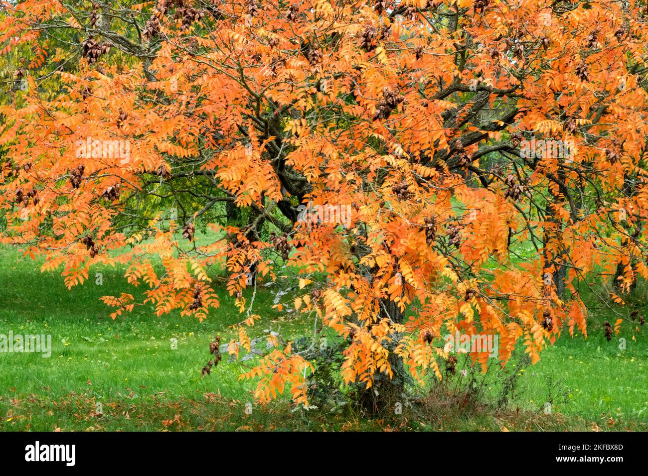 Autumn, Varnish Tree, Koelreuteria paniculata Stock Photo