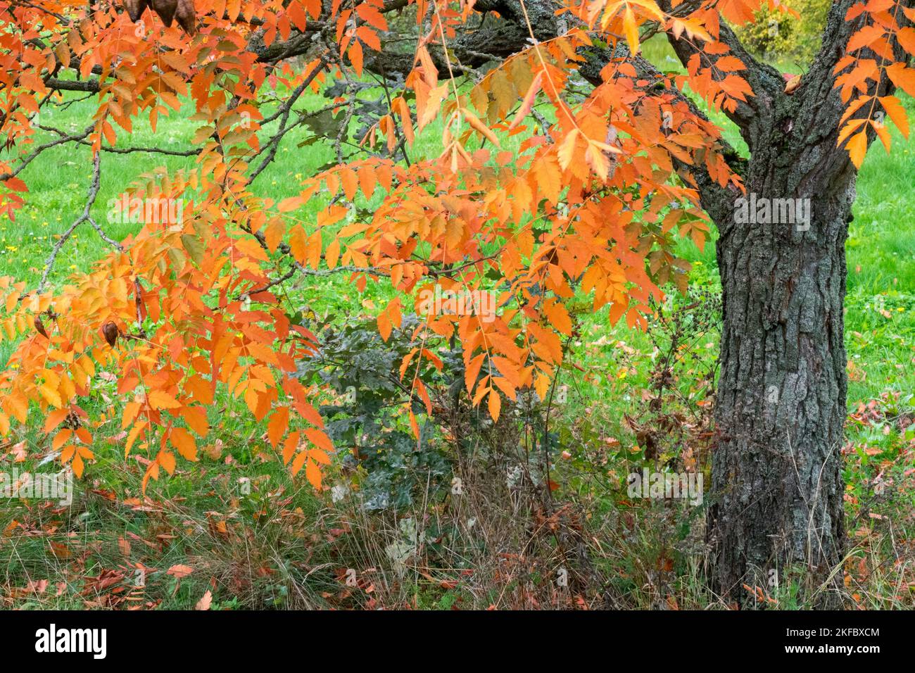 Koelreuteria paniculata, Golden Rain Tree, Autumn, Tree, Varnish Tree Stock Photo