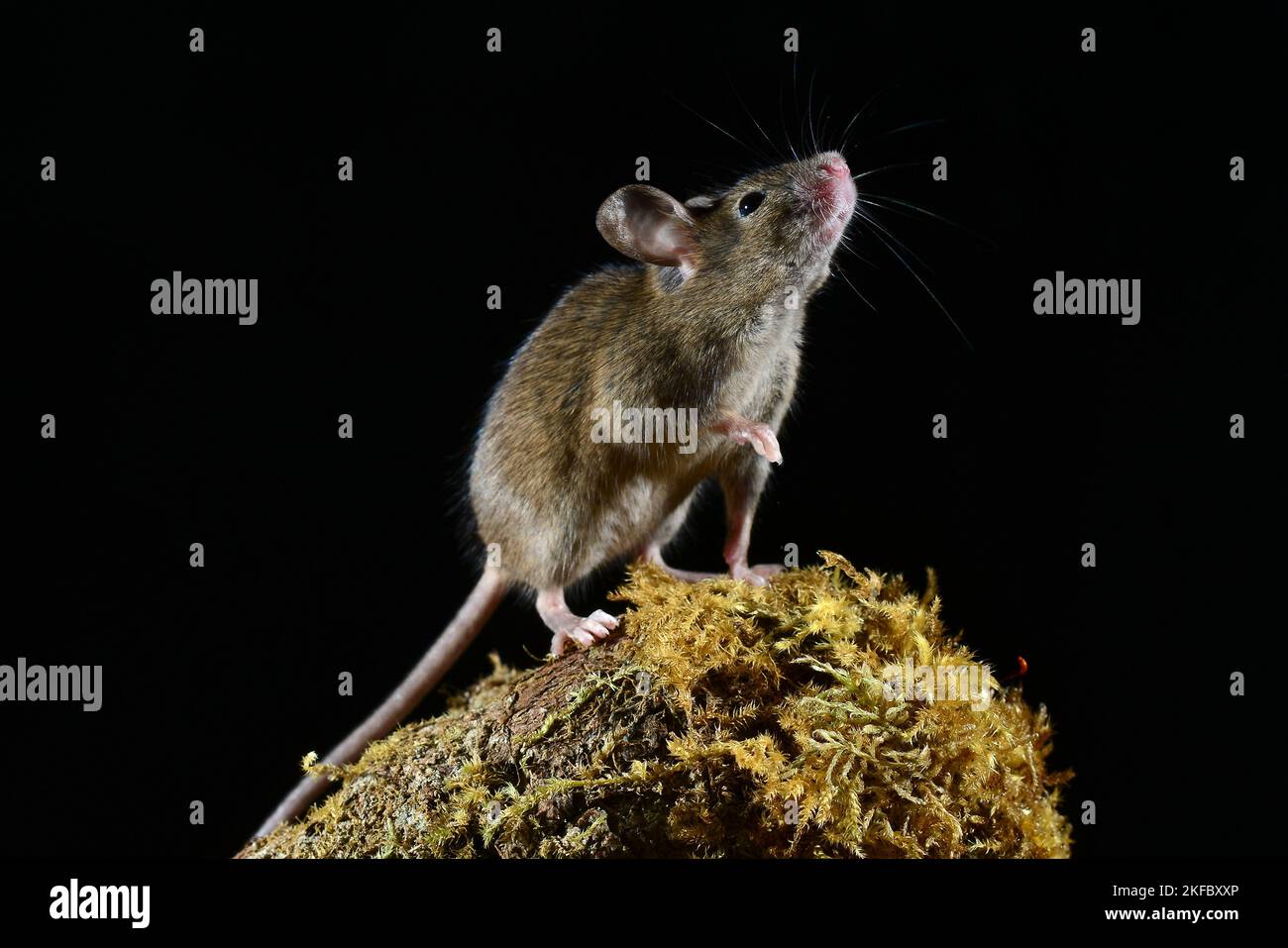adult house mouse mus domesticus Stock Photo