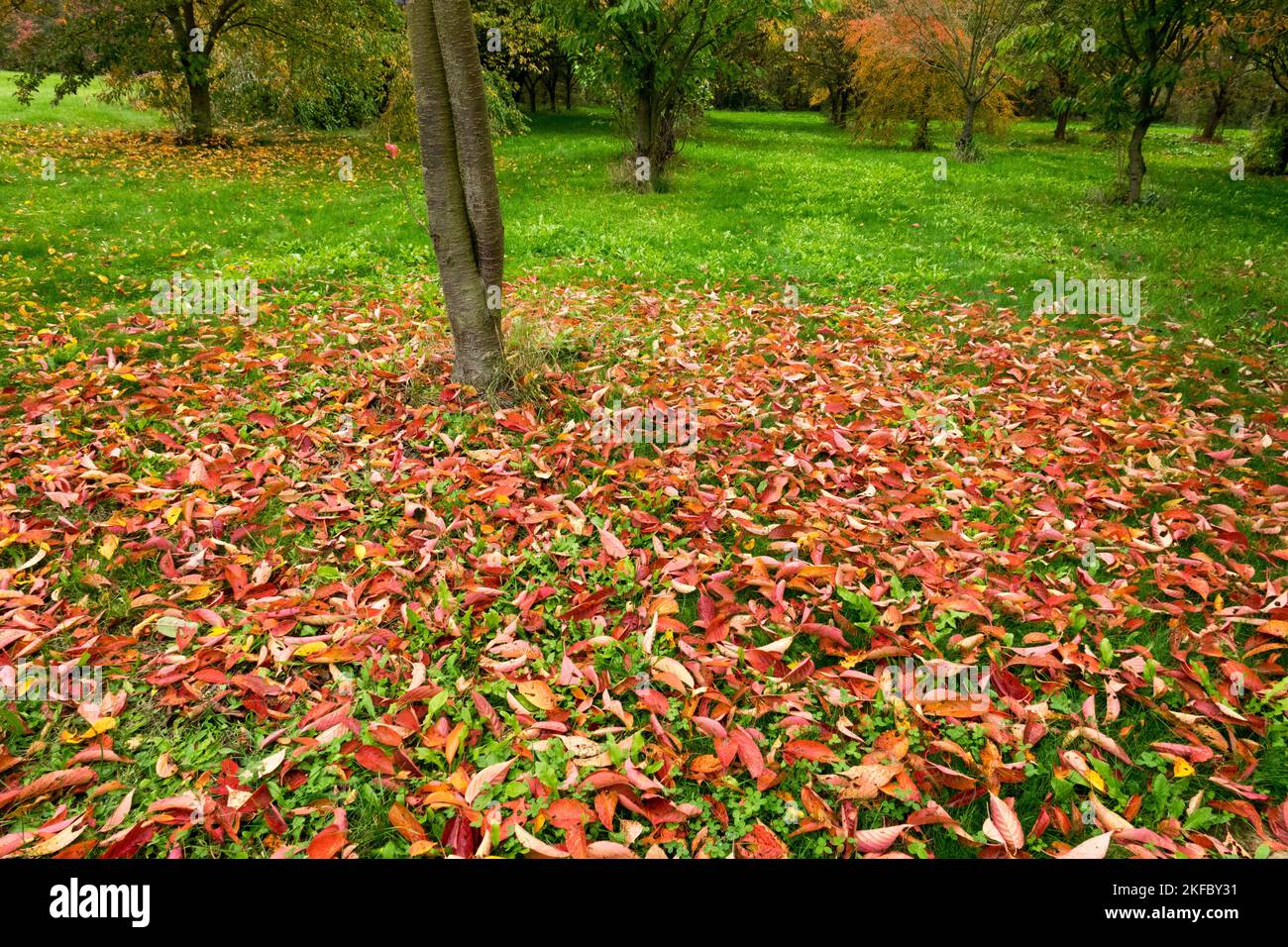 Autumn leaves on grass, Garden, Lawn, Autumn fallen leaves Stock Photo