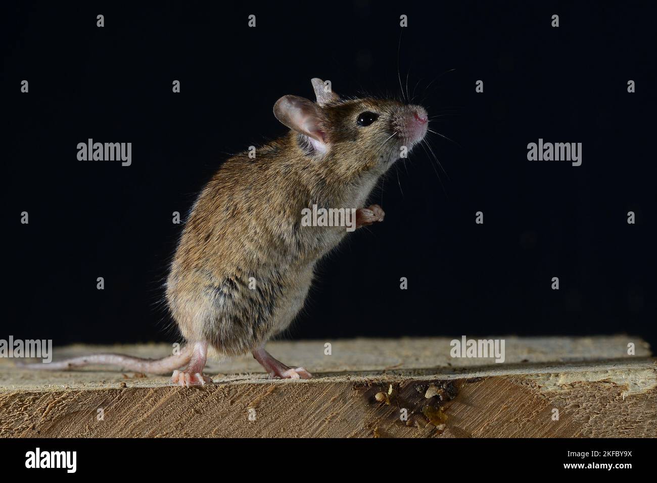adult house mouse mus domesticus Stock Photo