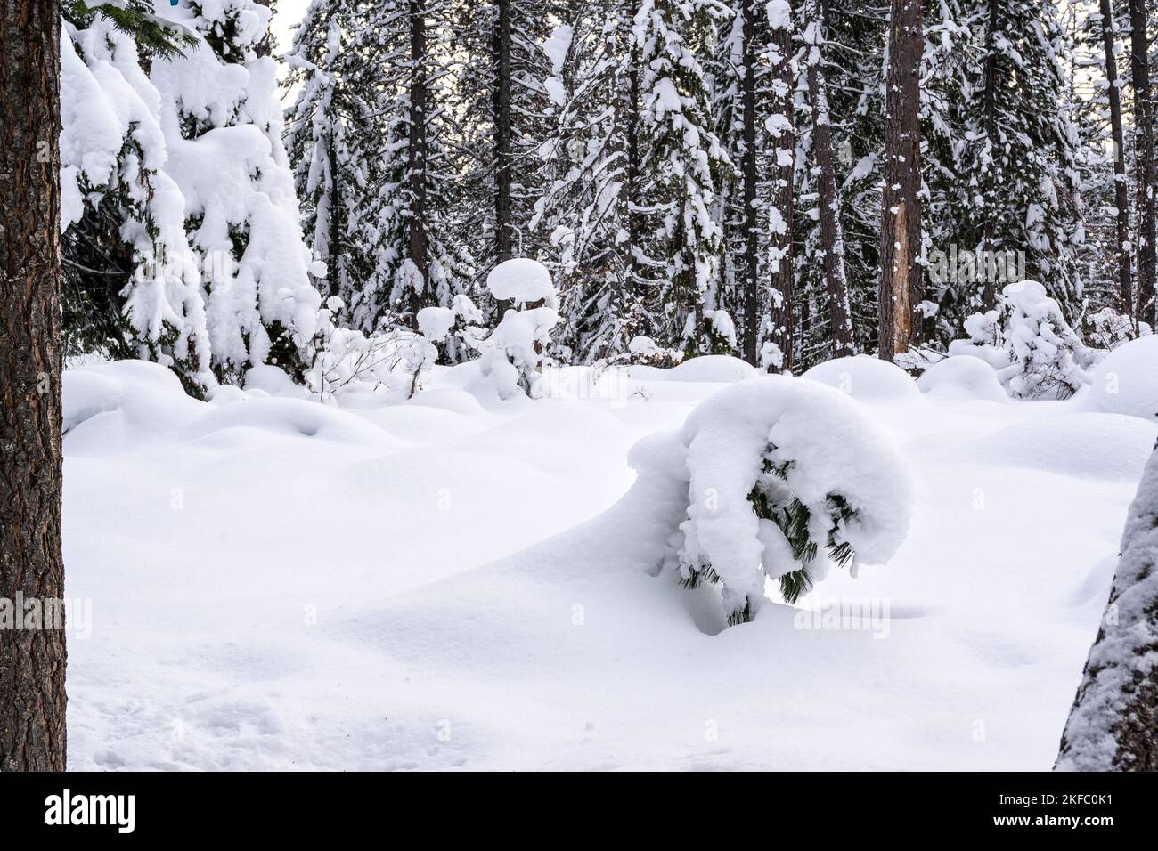 Short Pine Tree Covered in Heavy Snow in Forest in Winter Stock Photo ...