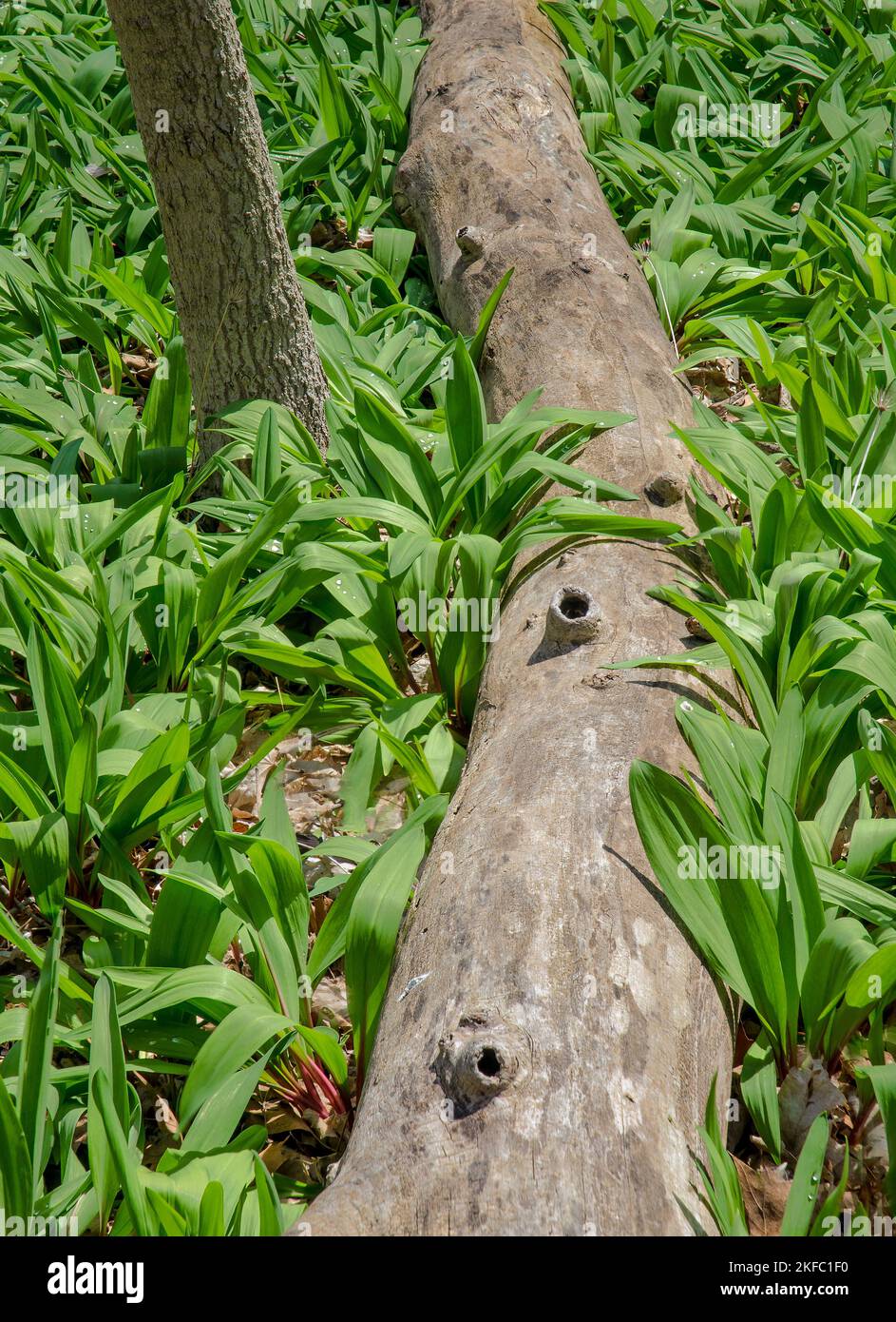 Knot holes hi-res stock photography and images - Alamy