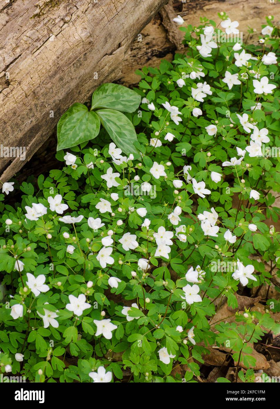Anenome and a Prairie Trillium grow up aside a log on the forest floor is pring at Maple Grove