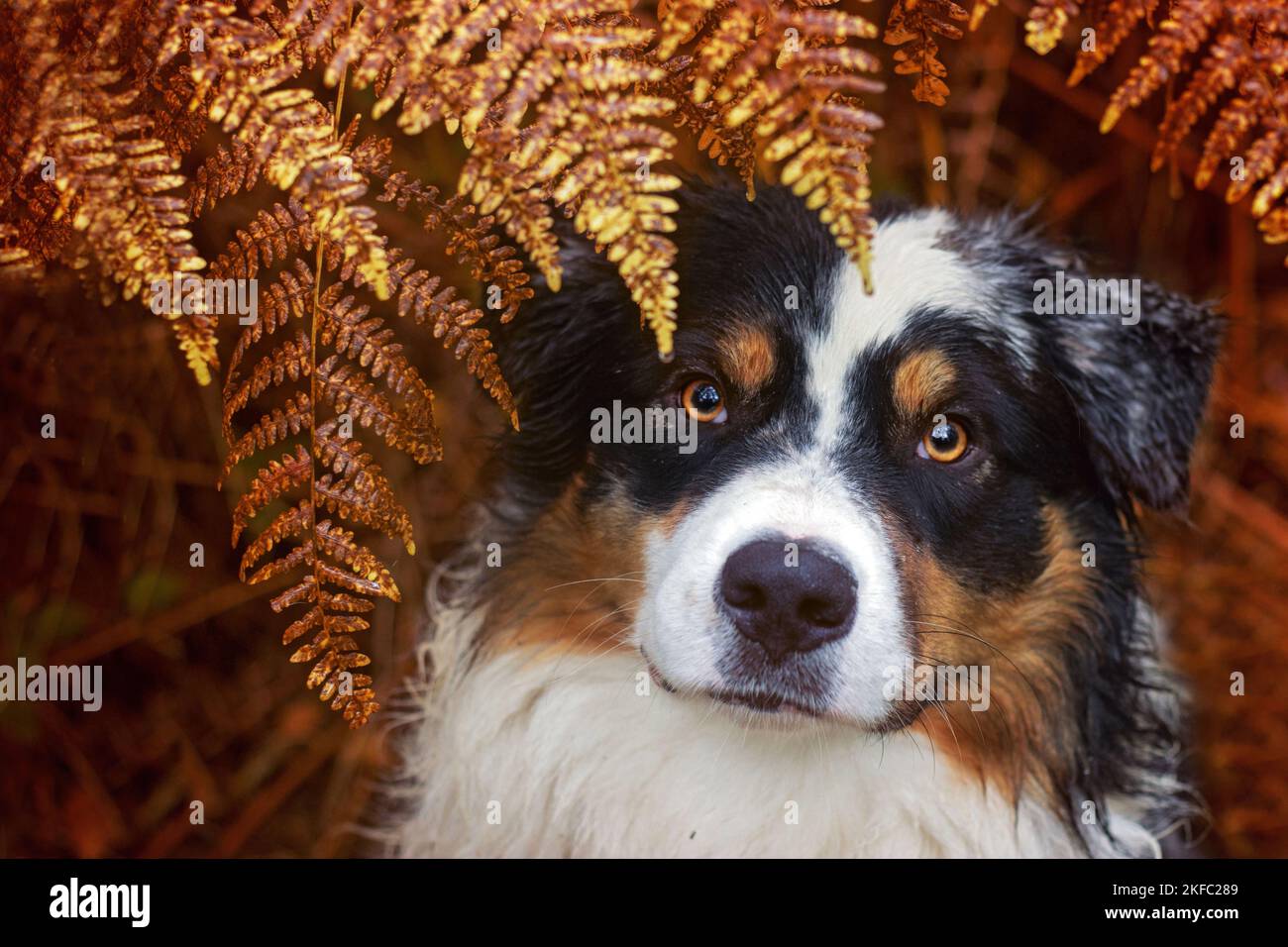 Australian Shepherd portrait Stock Photo - Alamy
