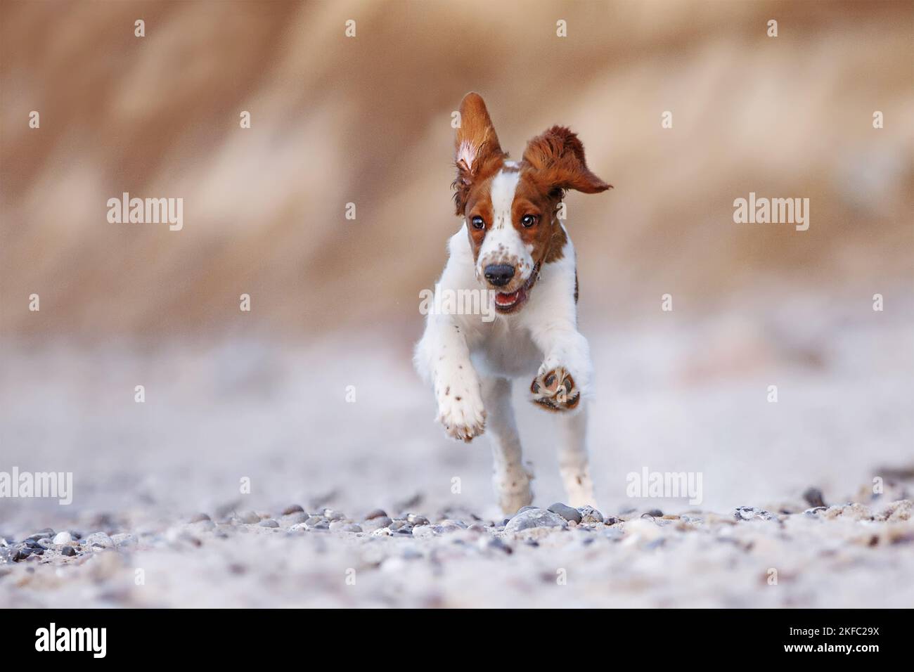 young Welsh Springer Spaniel Stock Photo