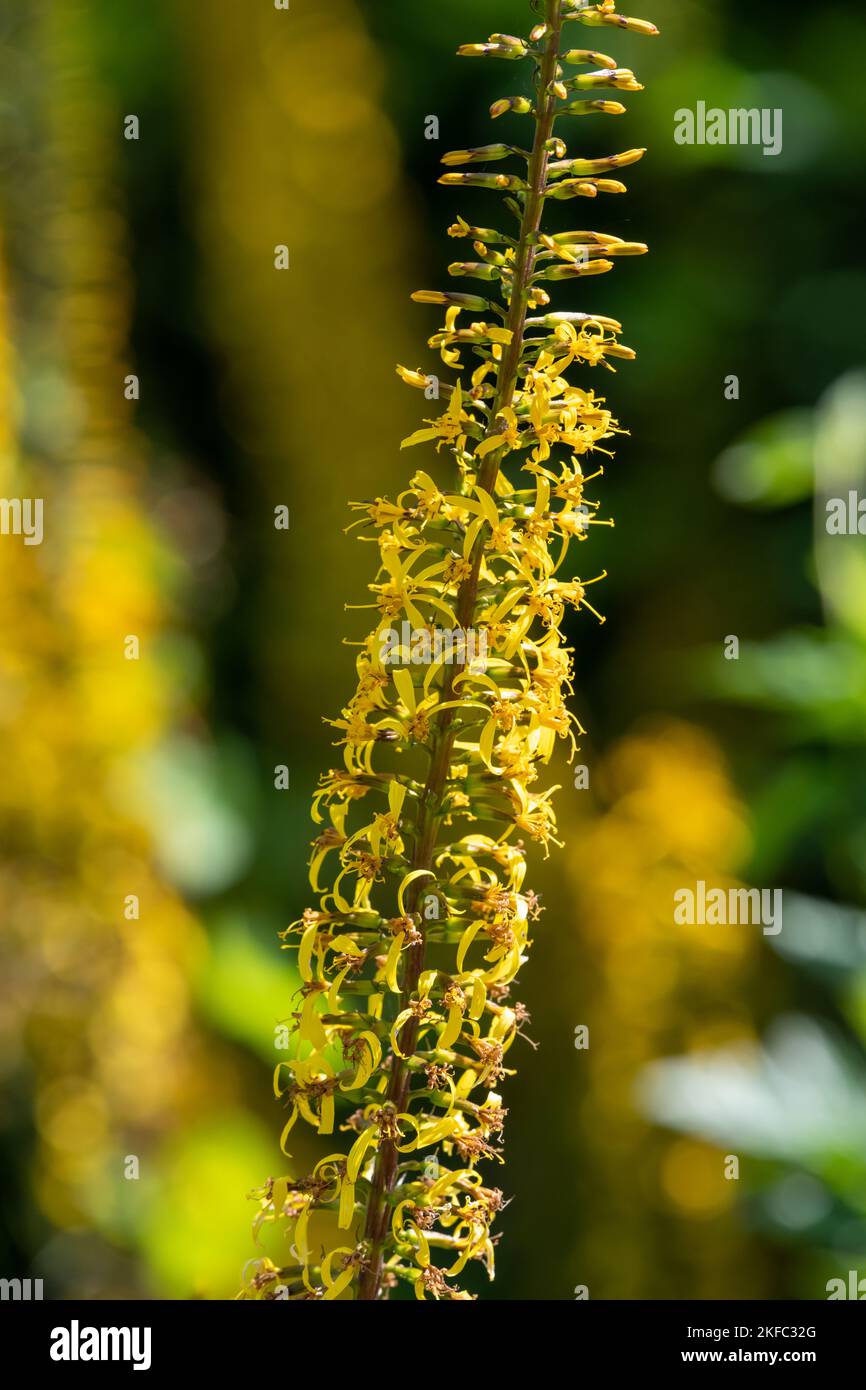 Close up of ligularia przewalskii flowers in bloom Stock Photo