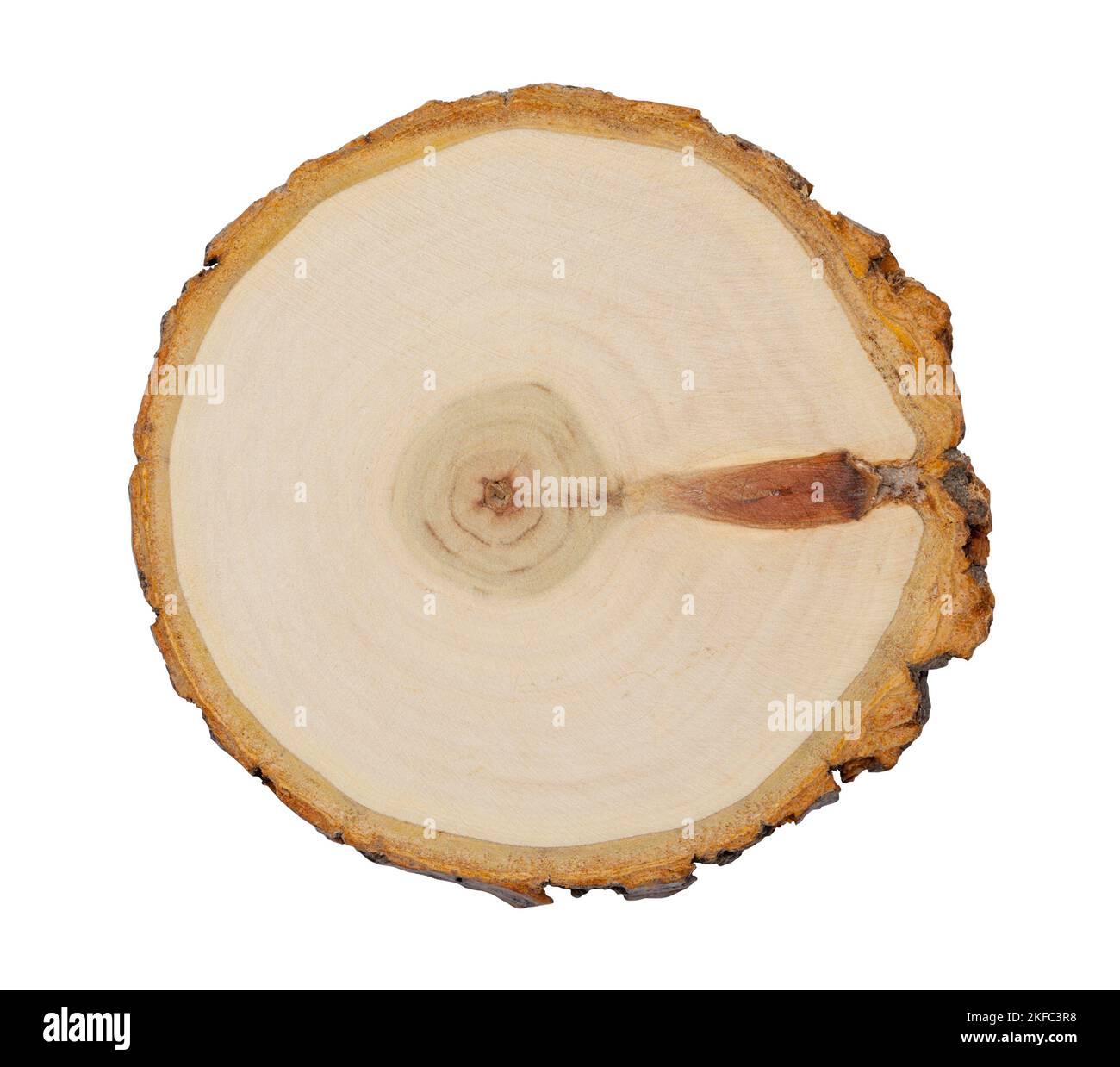 Log Cross Section Cut Out On White. Stock Photo