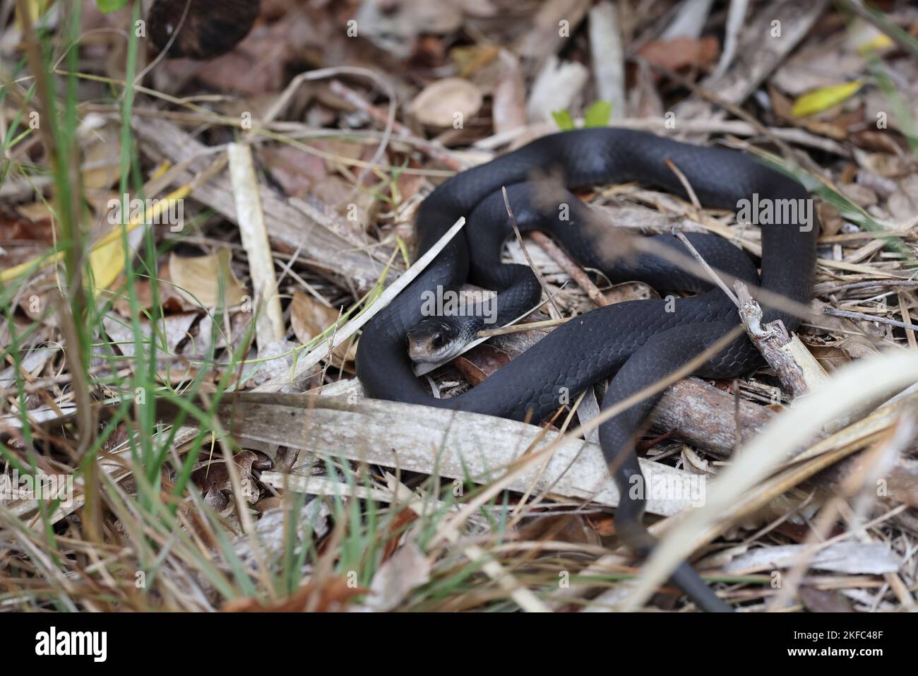 Black Florida Racer Snake-Bailey Tract (Sanibel Island) Florida USA Stock Photo